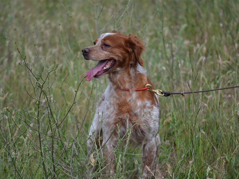 Ein Hund mit Leine in einem Feld.