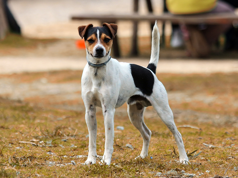 Ein Hund aus dem Ausland.