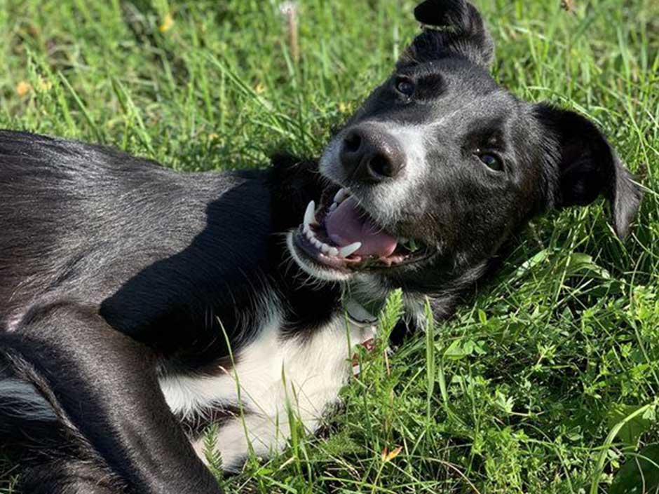 Hund liegt fröhlich auf der Wiese. (c) Julia Brenner