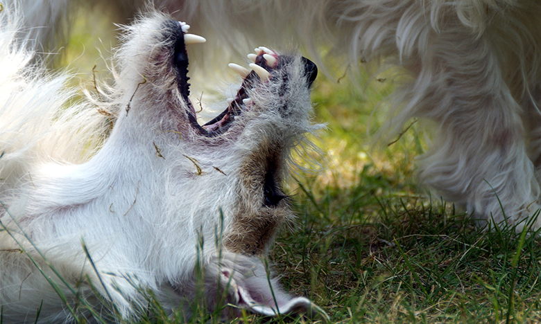 Hund zeigt die Zähne und ist aggressiv