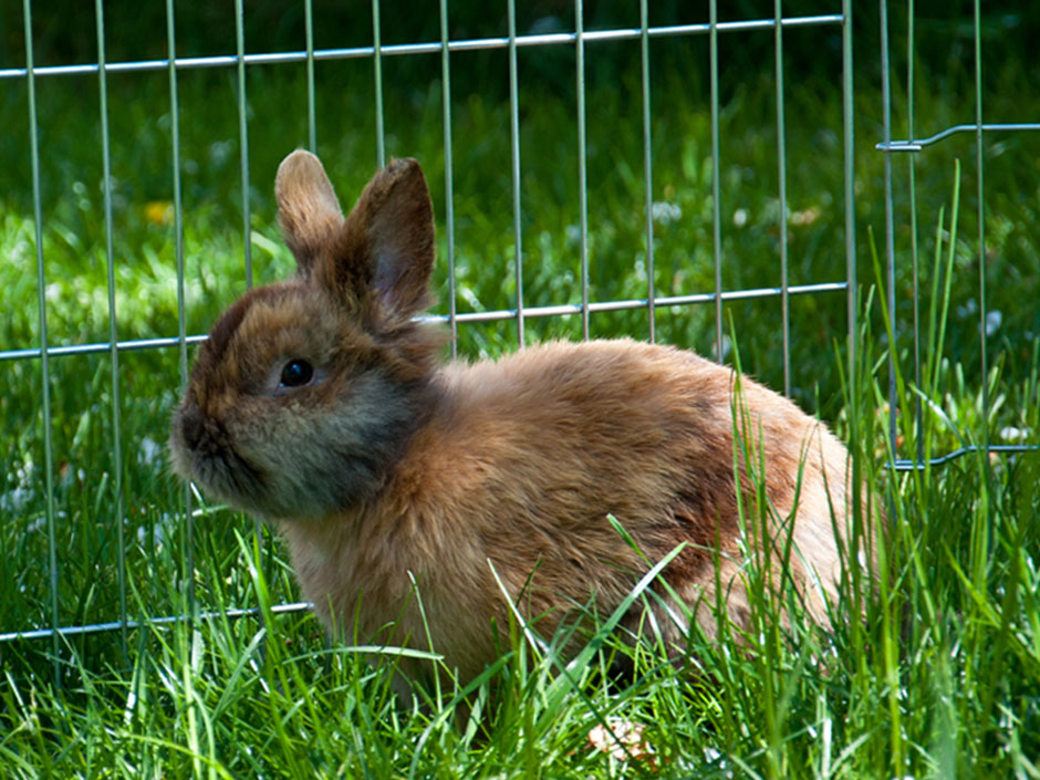 Kaninchen draußen im schattigen Garten.