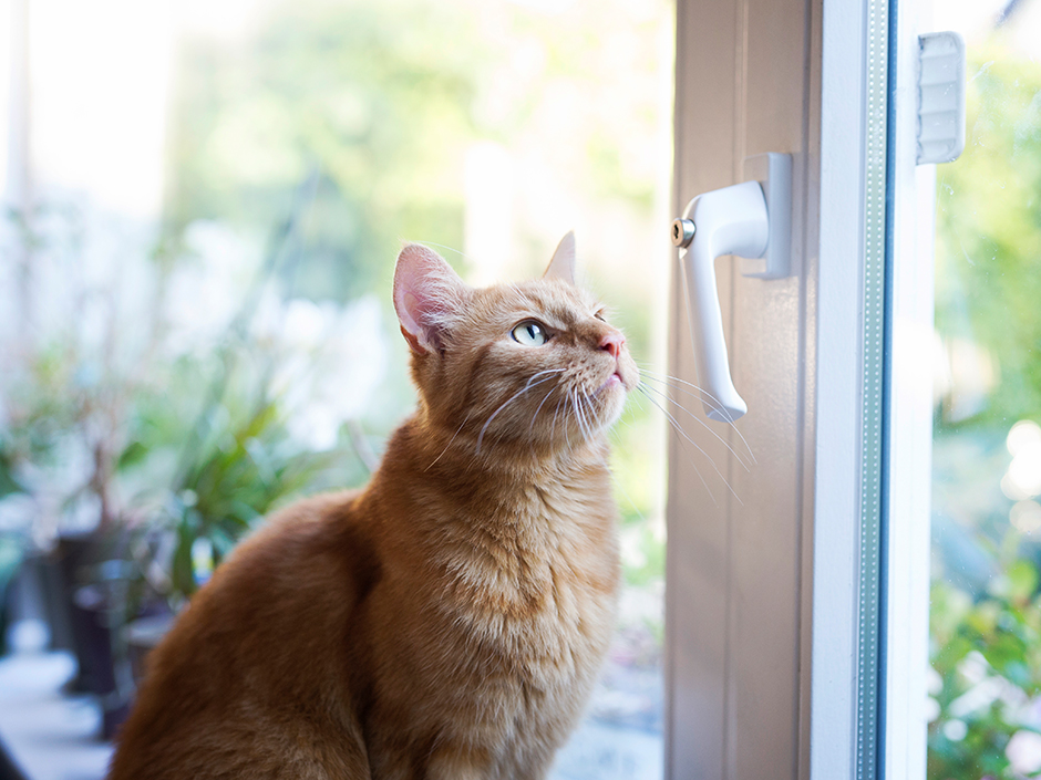 Eine rote Katze sitzt vor einem Fenster.