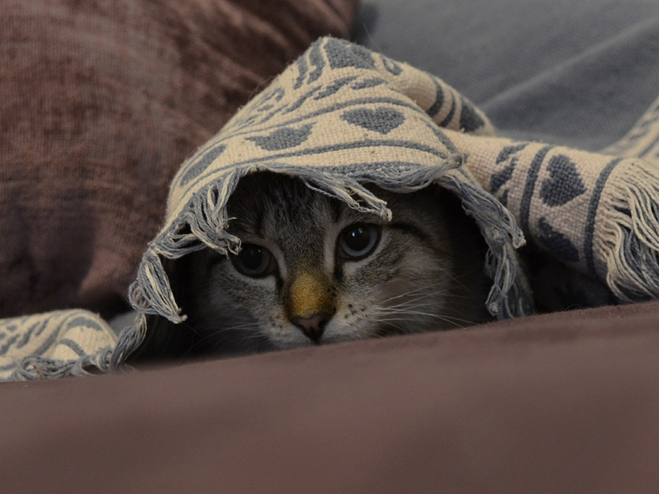 Eine Katze versteckt sich unter einer Decke.