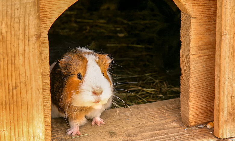 Artgerechte Haltung von Meerschweinchen So geht‘s TASSO