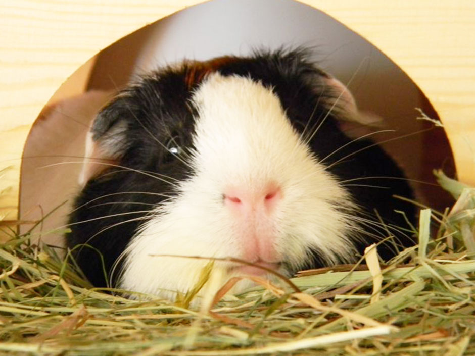 Deinen sich nicht bewegenden Hamster behandeln – wikiHow