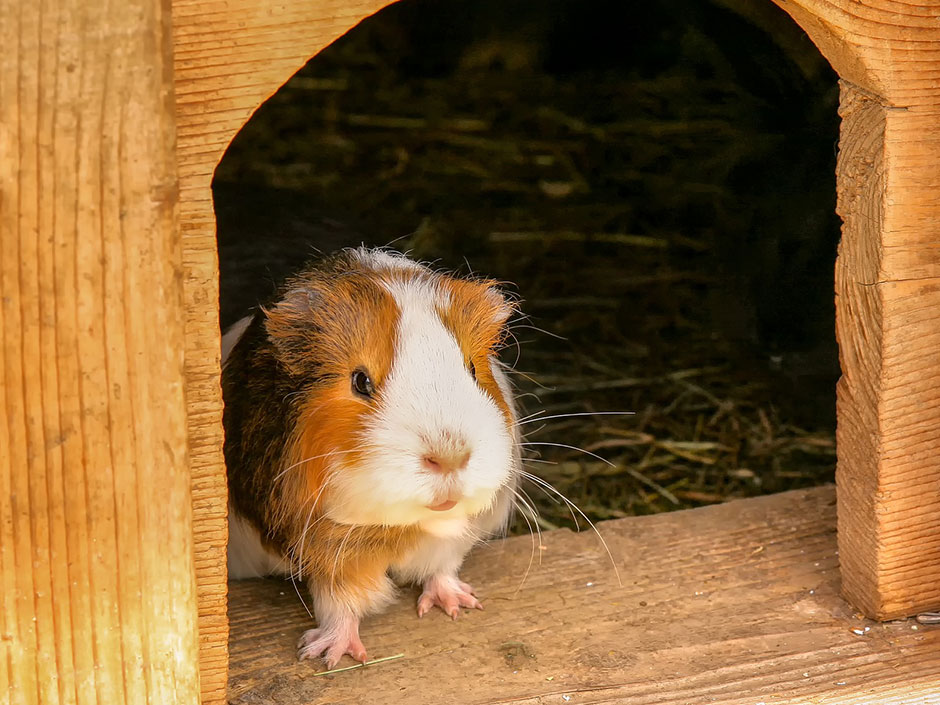 Braunes Meerschweinchen schaut aus einem Holzhaus.