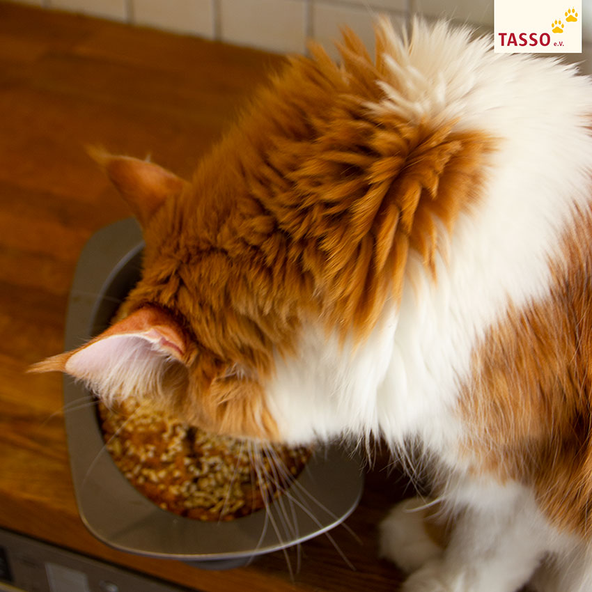 Eine Katze riecht am Banenenbrot.