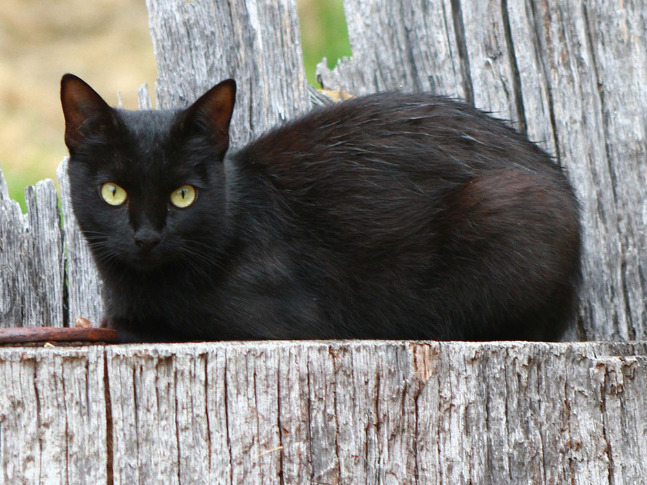 Schwarze Katze liegt draußen auf einem Baumstumpf und wartet.
