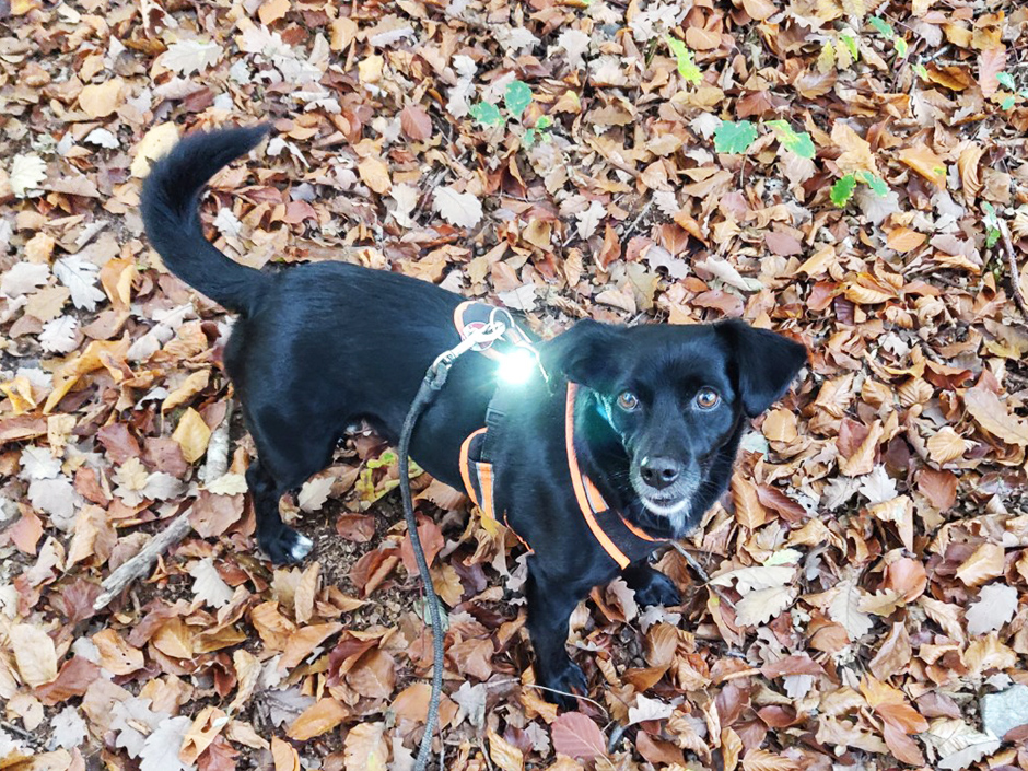 Schwarzer Hund mit Leuchtanhänger.