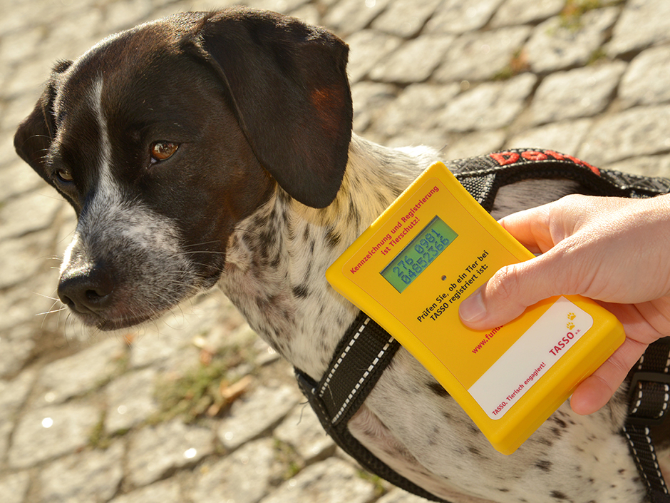 Beim Hund wird der Transponder mit einem Lesegerät ausgelesen.