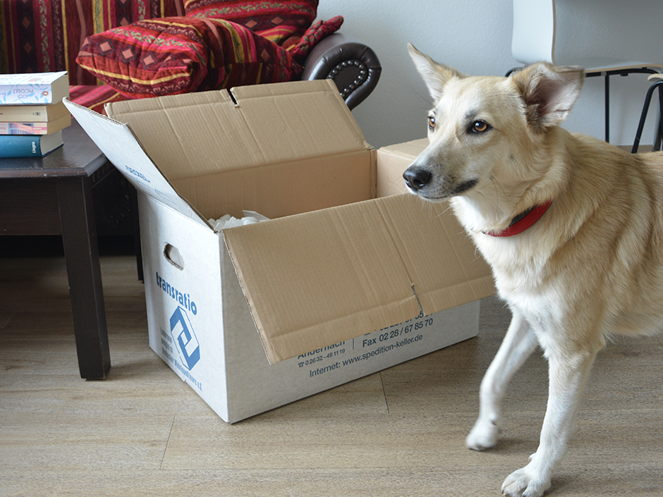 Hund Izzy mit einem Umzugskarton.