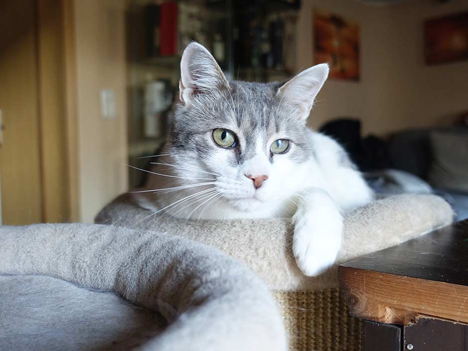 Grauer älterer Kater liegt auf Kratzbaum