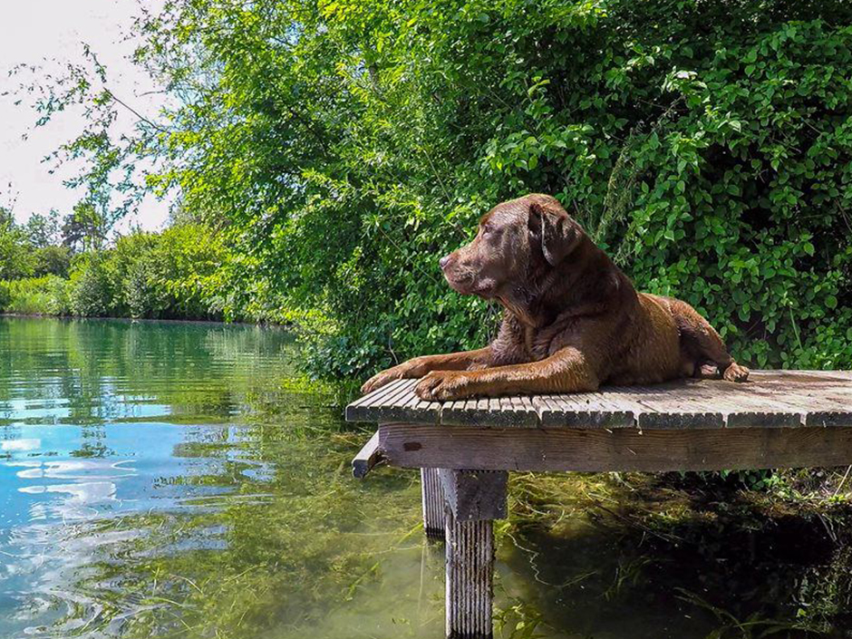 Hund entspannt sich am Seesteg_Conny Dobbert