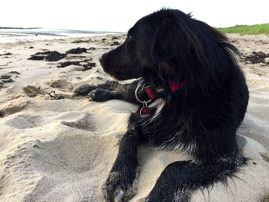 Hund am Strand