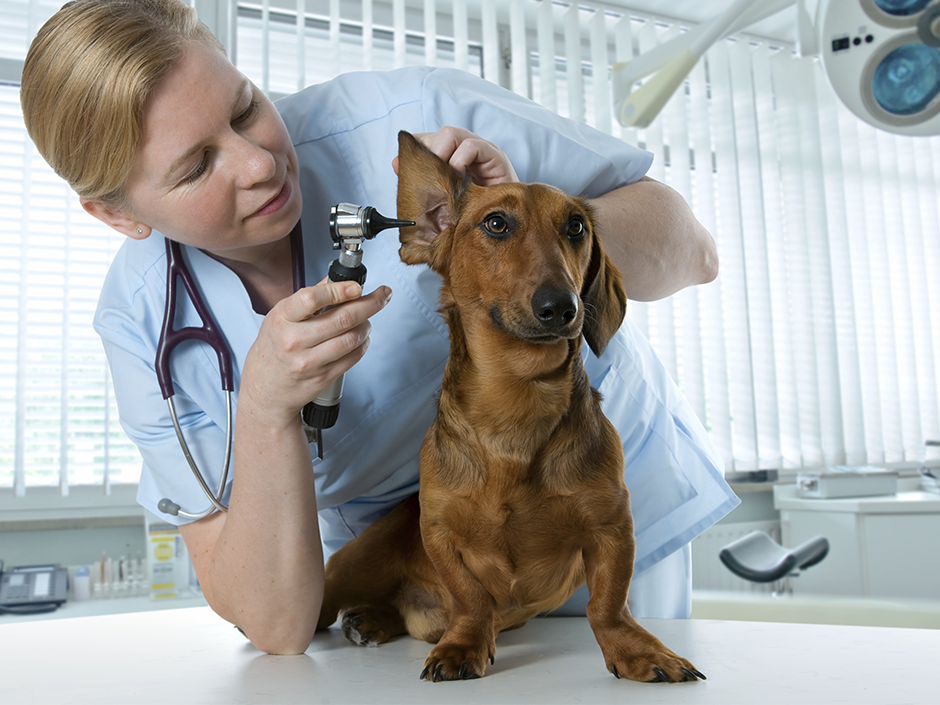 Ein Hund der von einem Tierarzt am Ohr untersucht wird.
