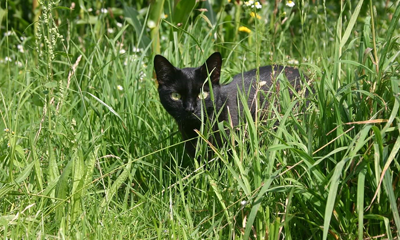 Eine schwarze Katze im hohen Gras.