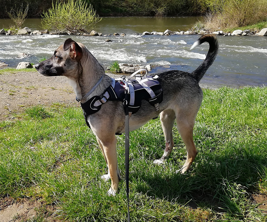 Ein Hund steht an einem Fluss.