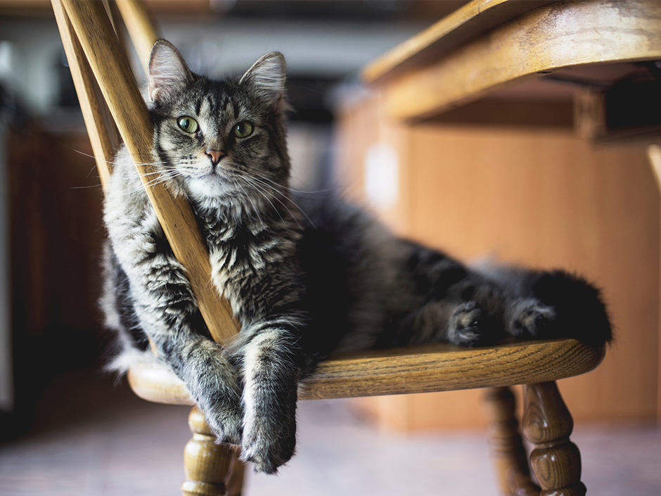Eine Katze liegt auf einem Holzstuhl.