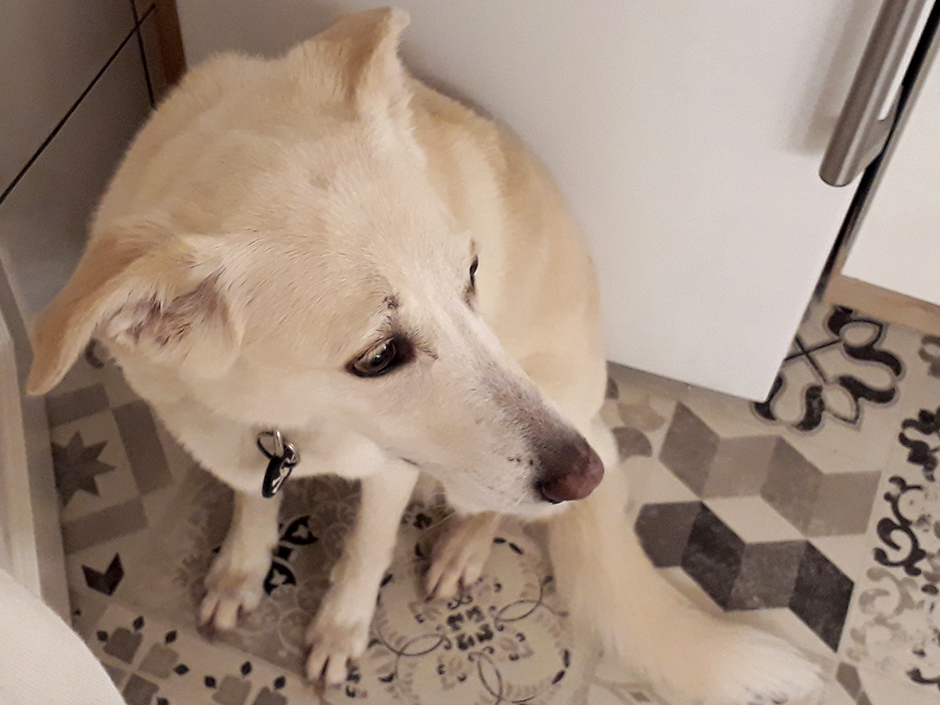 Ein Hund versteckt sich an Silvester in einem Schuhschrank.