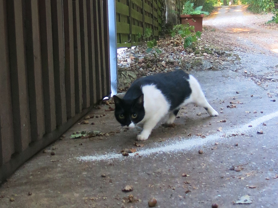Eine ängstliche Katze, die einer Spur von Katzenstreu folgt.