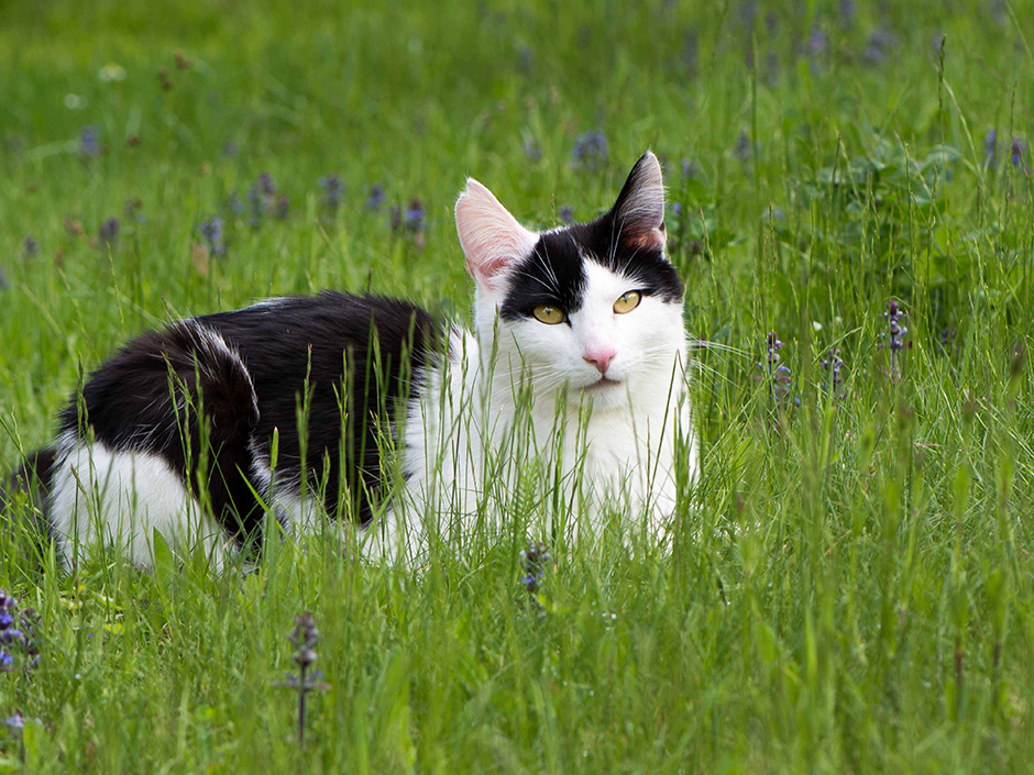 Eine schwarz-weiße Katze im hohen Gras.