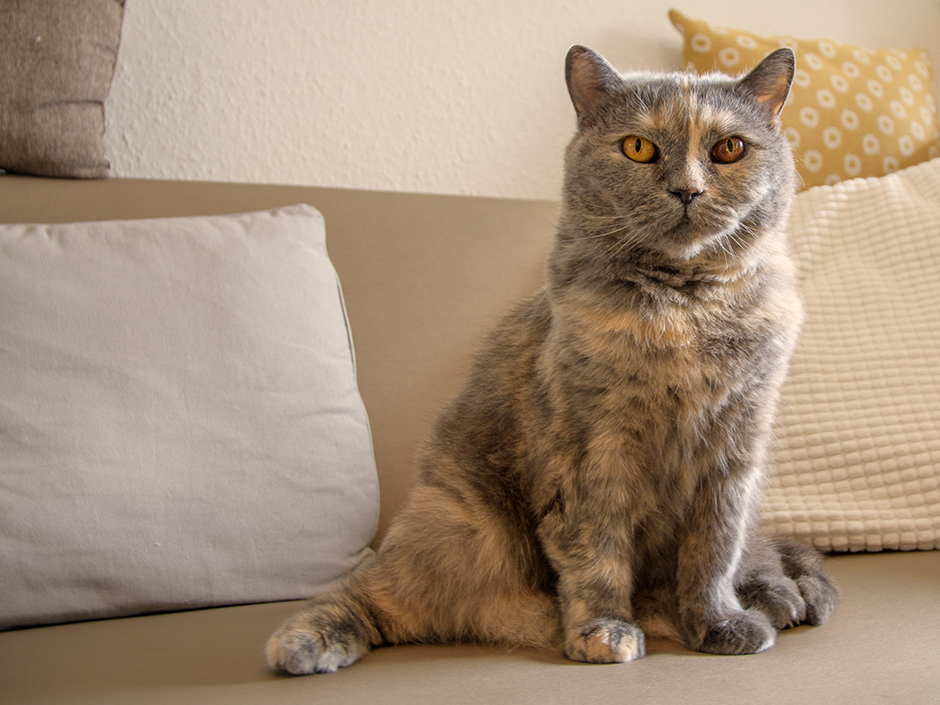 Katze mit Arthrose sitzt auf dem Sofa.