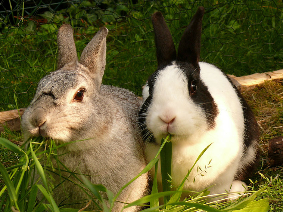 Zwei Kaninchen essen im Gehege Gras.