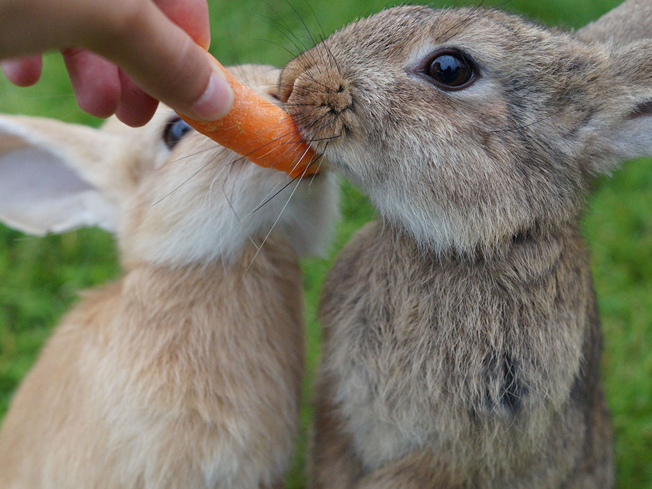Zwei Kaninchen essen Karotte.