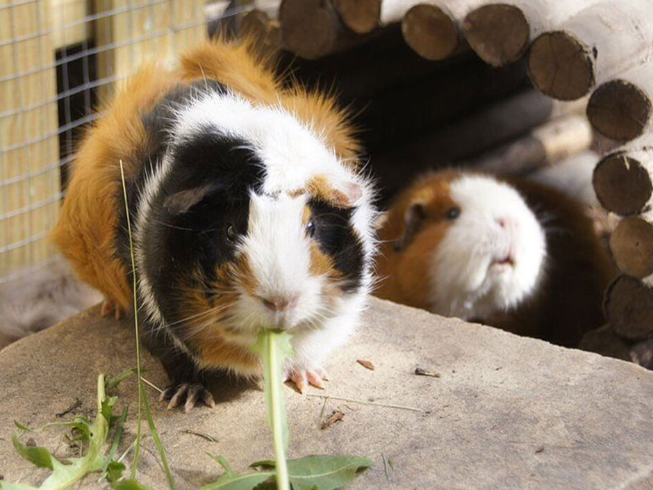 Zwei Meerschweinchen im Gehege.