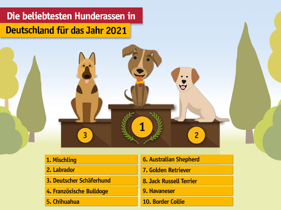 Der Mischling führt die Top 10 der beliebtesten Hunderassen an. 