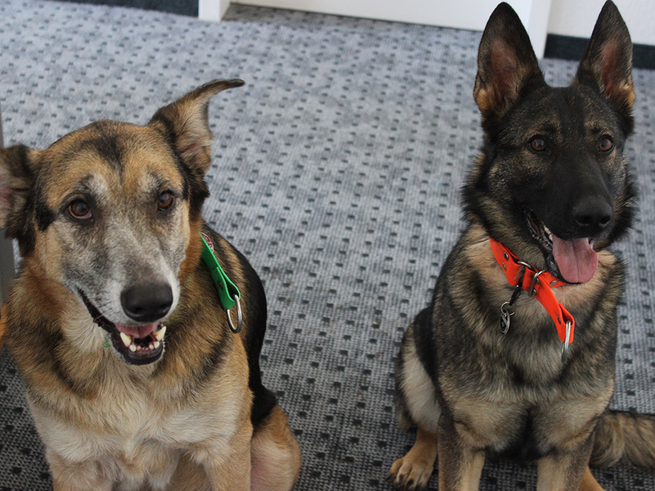 Zwei Hunde im Büro