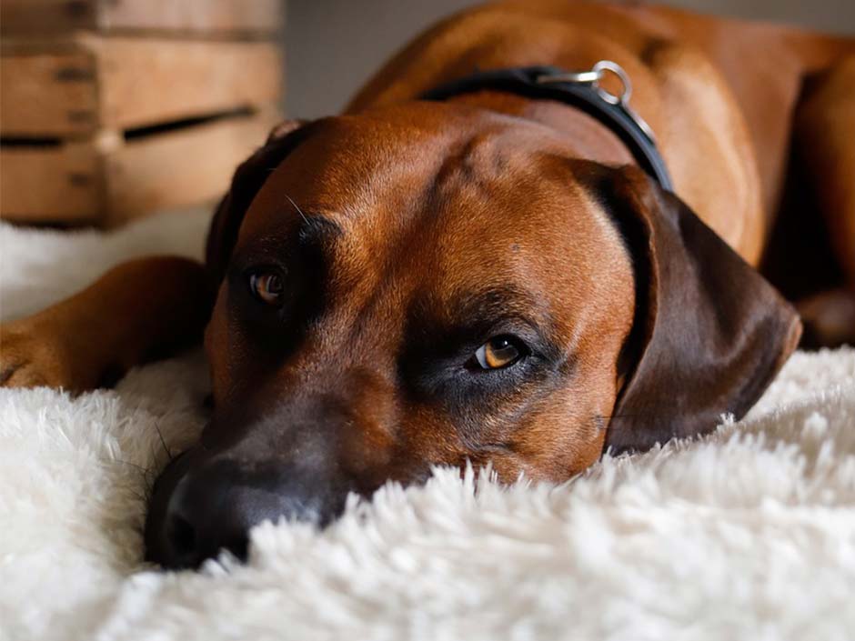 Hund liegt entspannt auf dem Teppich. Silvo Bilinski