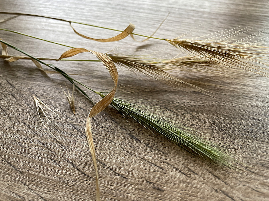 Eine Granne