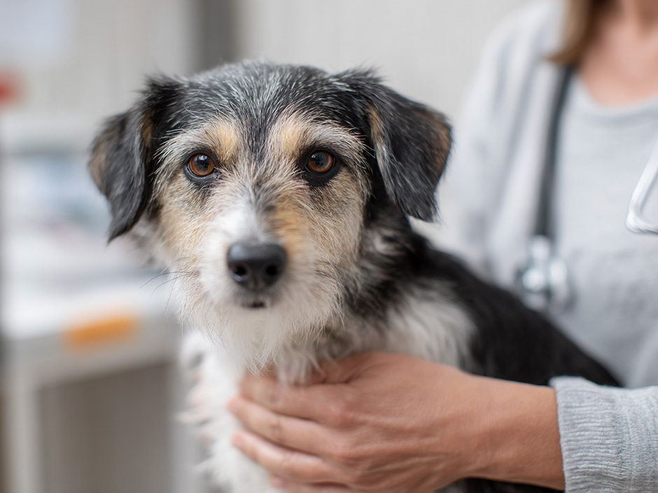 Ein Hund der von einem Tierarzt am Ohr untersucht wird.