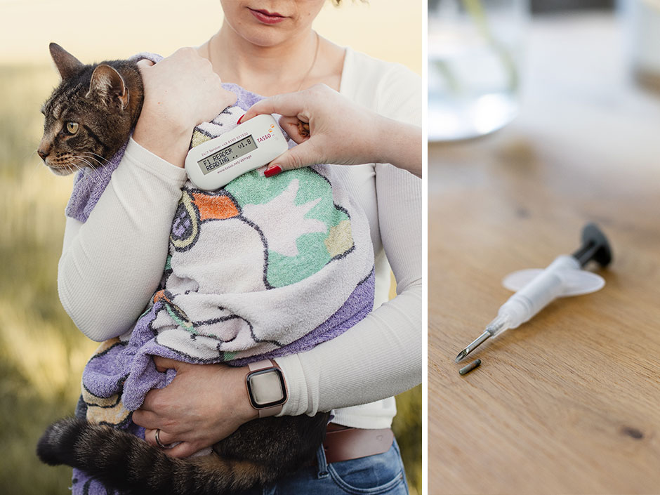Bei einer Katze wird mit einem Lesegerät der Transponder ausgelesen.