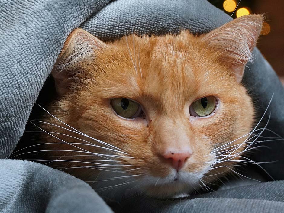 Katze versteckt sich an Silvester unter einer Decke. Anrita/Pixabay