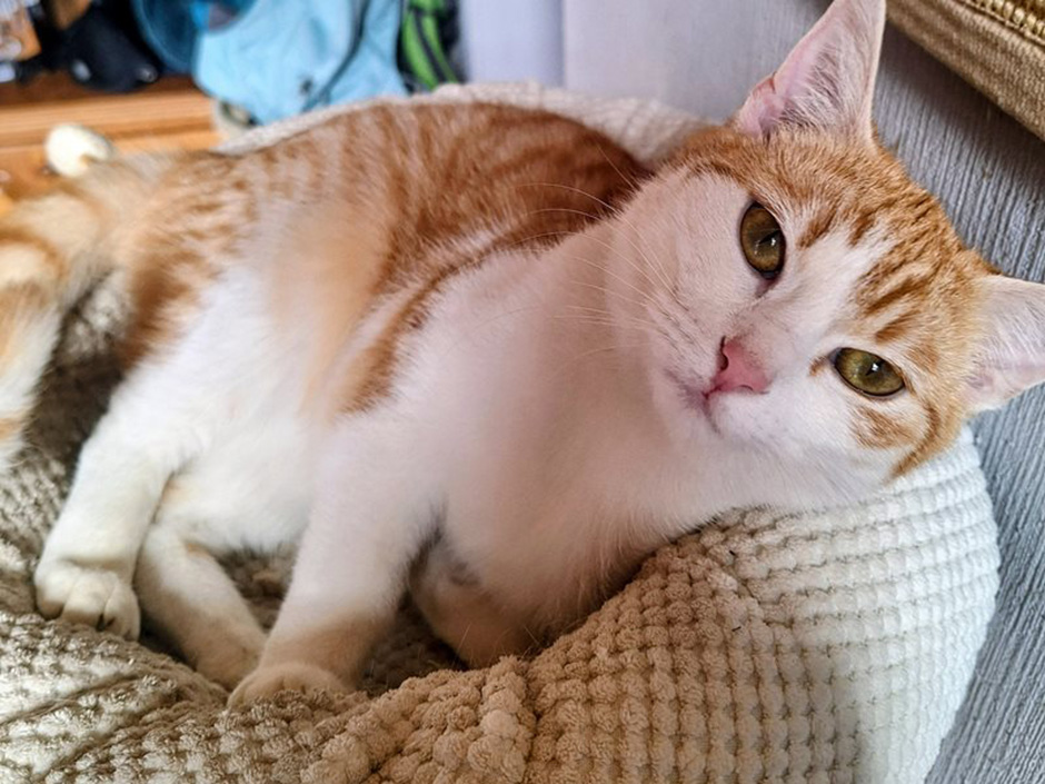 Eine Katze mit orangenem Fell liegt auf einem Kissen.