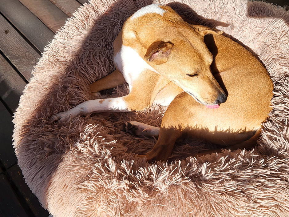 Hund auf einer Wiese_Chiemsee2016-Pixabay