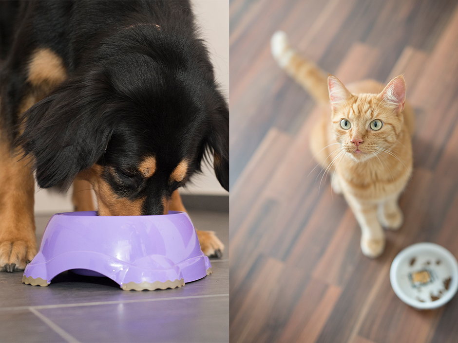 Ein Hund mit schwarzem Fell frisst aus einem Napf, eine Katze mit orangenem Fell steht vor einer Futterschale und schaut in die Kamera.