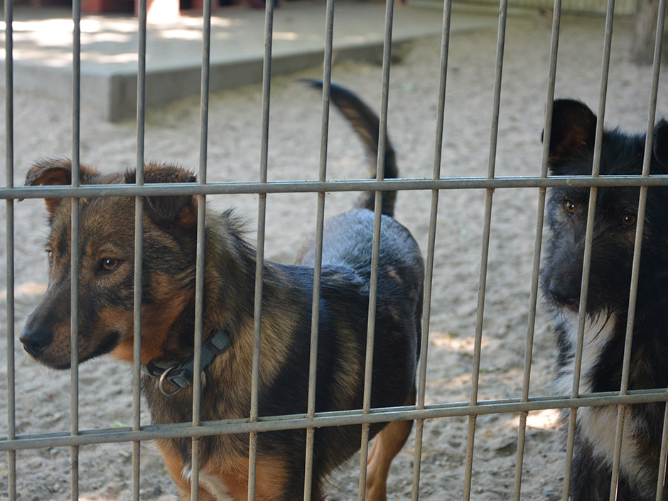 Zwei Hunde im Zwinger.