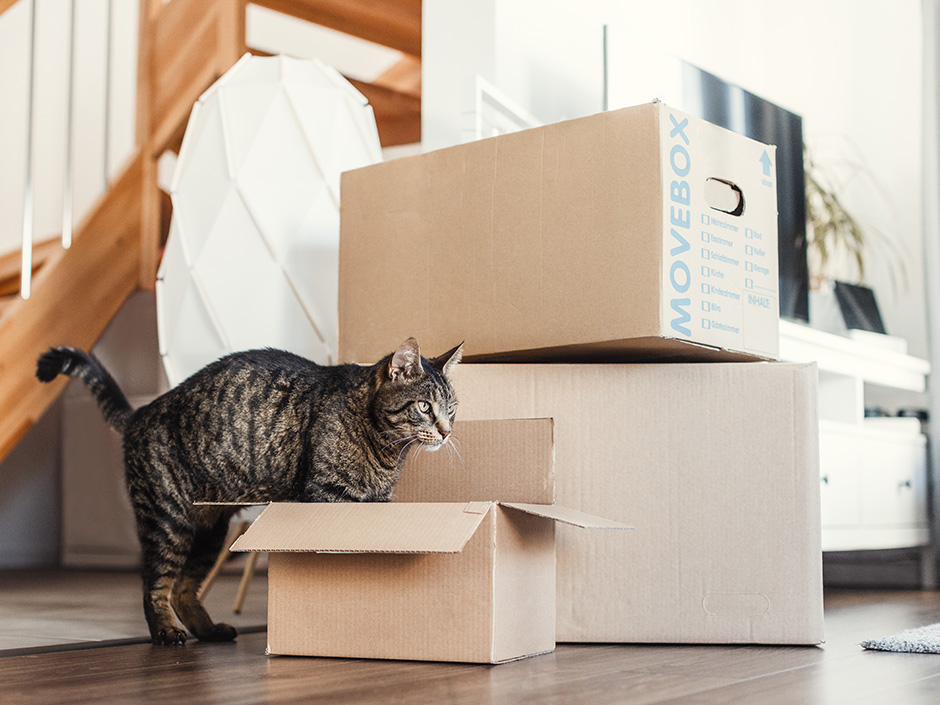 Eine Katze steigt in einen Umzugskarton.