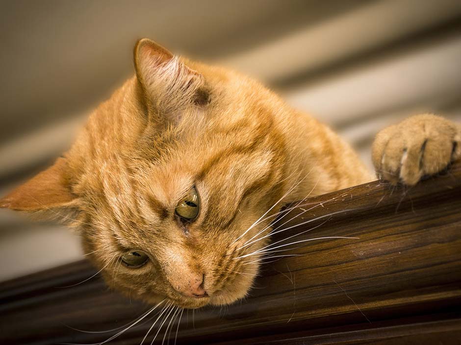 Rote Katze ist oben auf einem Schrank.