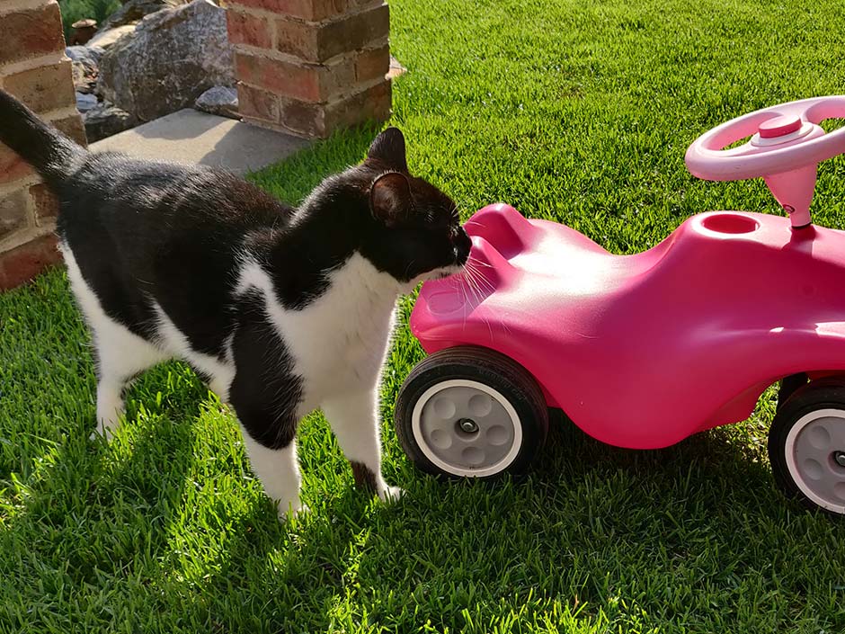 Katze steht draußen neben einem Kindeer-Laufrad.
