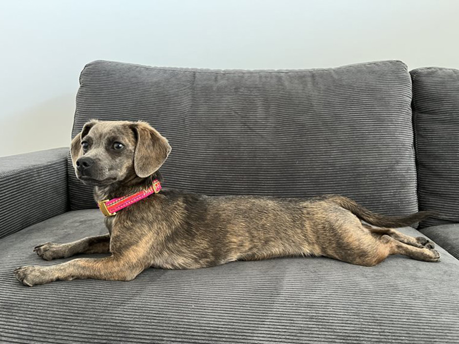 Ein Hund mit grau-braunem Fell liegt entspannt auf einem grauen Sofa.