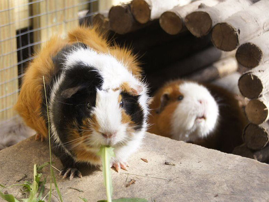 Zwei Meerschweinchen vor einer Weidebrücke