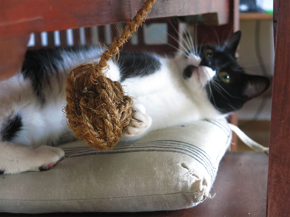 Eine Katze wird an Silvester mit Spielzeug abgelenkt.