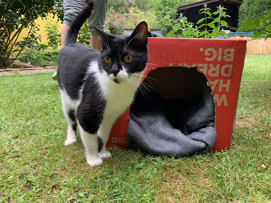 Eine Katze vor einem Katzenkühlschrank