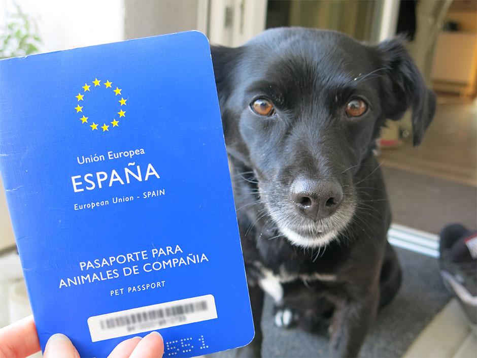 Schwarzer Hund mit seinem spanischen EU-Heimtierausweis.