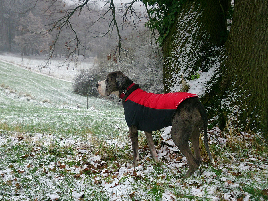 Hund im Wintermantel bei einem Spaziergang.