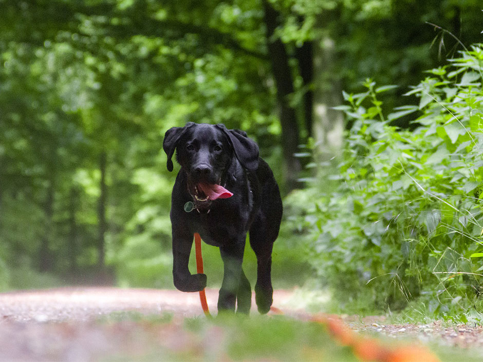 Hund an der Schleppleine beim Spaziergang im Wald. Dominik Zweil